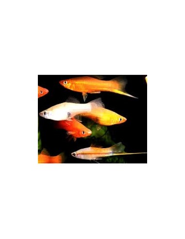 XIPHO SURTIDO LIRA VELLO 6-7CM