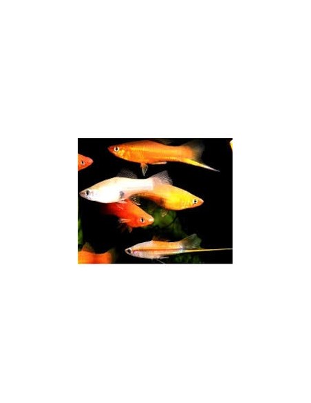 XIPHO SURTIDO LIRA VELLO 6-7CM