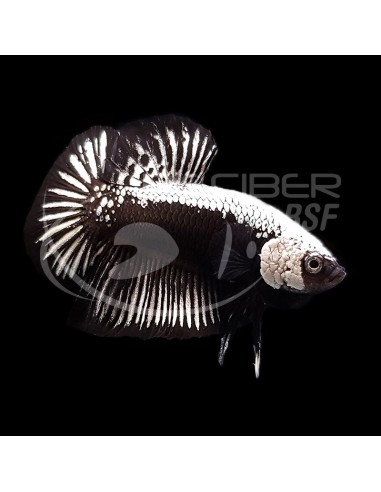 BETTA MACHO PLAKAT SAMUARI NEGRO 4-5CM