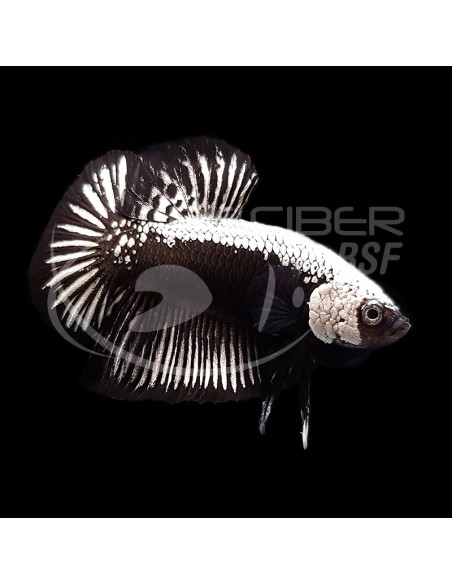 BETTA MACHO PLAKAT SAMUARI NEGRO 4-5CM