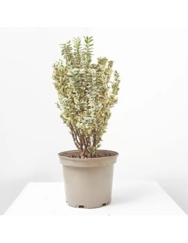 EVONYMUS JAPONICUS WHITE SPIRE