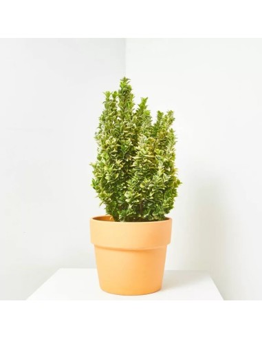 EUONYMUS JAPONICUS GOLDEN ROCKET