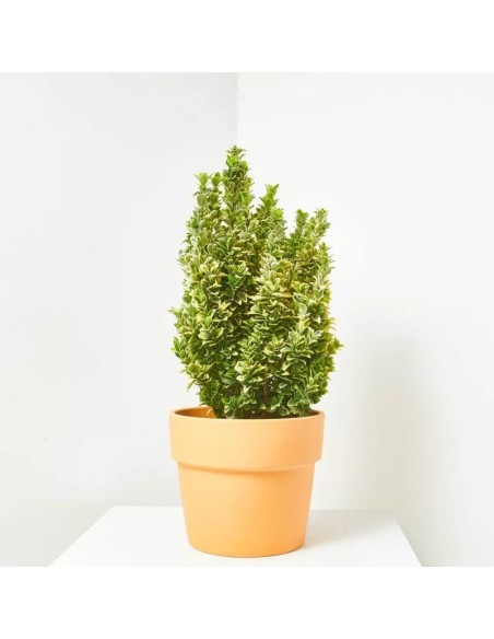 EUONYMUS JAPONICUS GOLDEN ROCKET