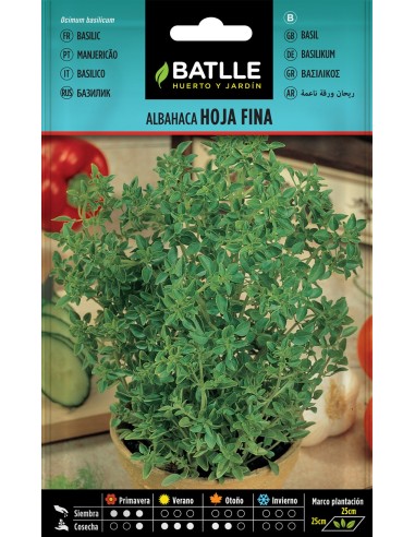 Semillas de Albahaca Hoja Fina  Cultivo Aromático y Fácil | Endanea Garden