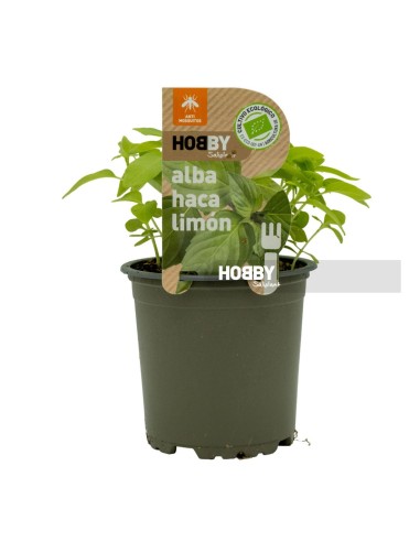 Albahaca Limón ECO  Aroma Cítrico y Fresco | Cultivo Ecológico Endanea Garden

