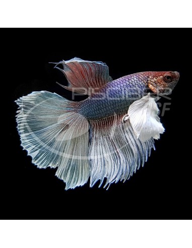 BETA MACHO MEDIA LUNA DUMBO 6-7CM