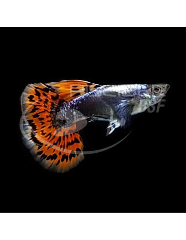 GUPPY MACHO DUMBO AZUL 2.5-3CM