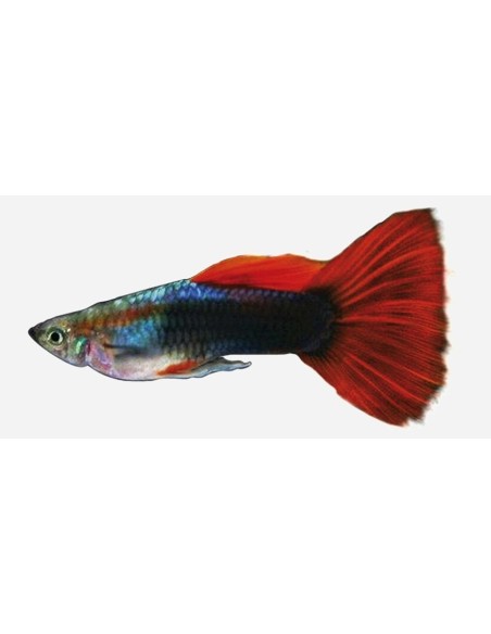 GUPPY MACHO ROJO TUXEDO 3-3.5CM