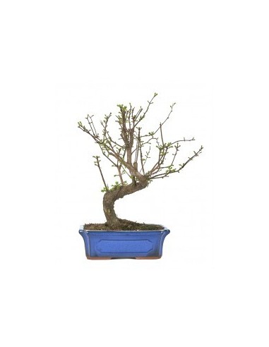 Bonsái Metasequoia Glyptostroboides 10 años - Secuoya del Amanecer con Follaje Cambiante | Endanea Garden

