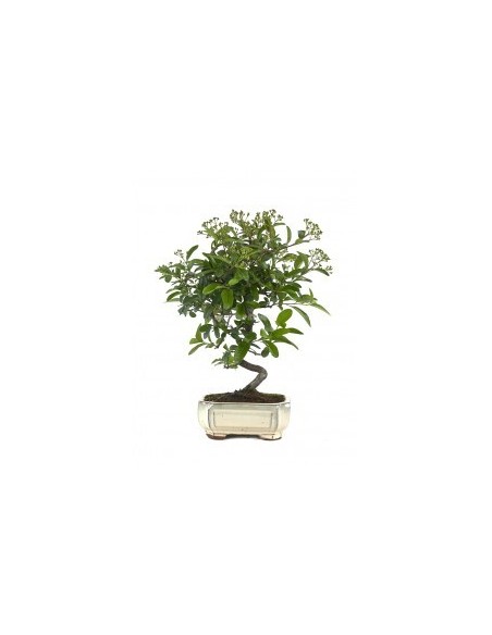 Bonsái Pyracantha 8 años  Espino de fuego con frutos decorativos en Endanea Garden

