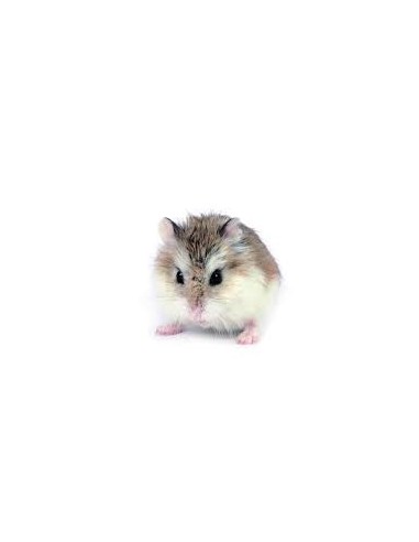 HAMSTER ROBOROWSKII