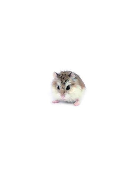 HAMSTER ROBOROWSKII