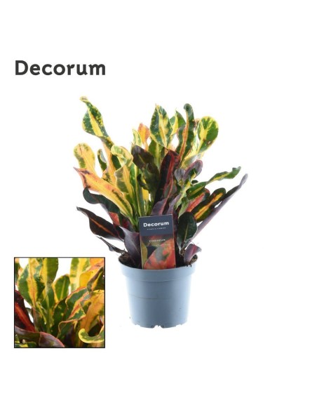 CODIAEUM VAR 3PP