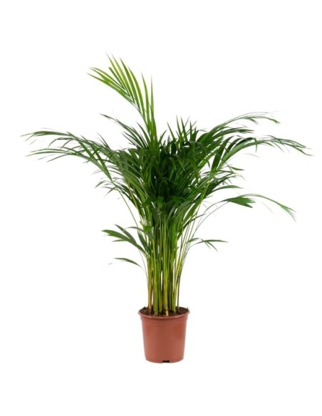 ARECA M25