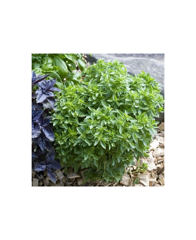 BASILICO FIN VERT
