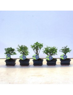 Bonsái Indoor Mix Straight in Ceramic + Saucer | Decoración Natural para Interiores | Endanea Garden

