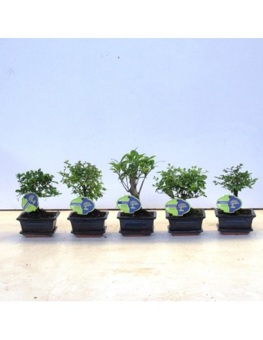 Bonsái Indoor Mix Straight in Ceramic + Saucer | Decoración Natural para Interiores | Endanea Garden

