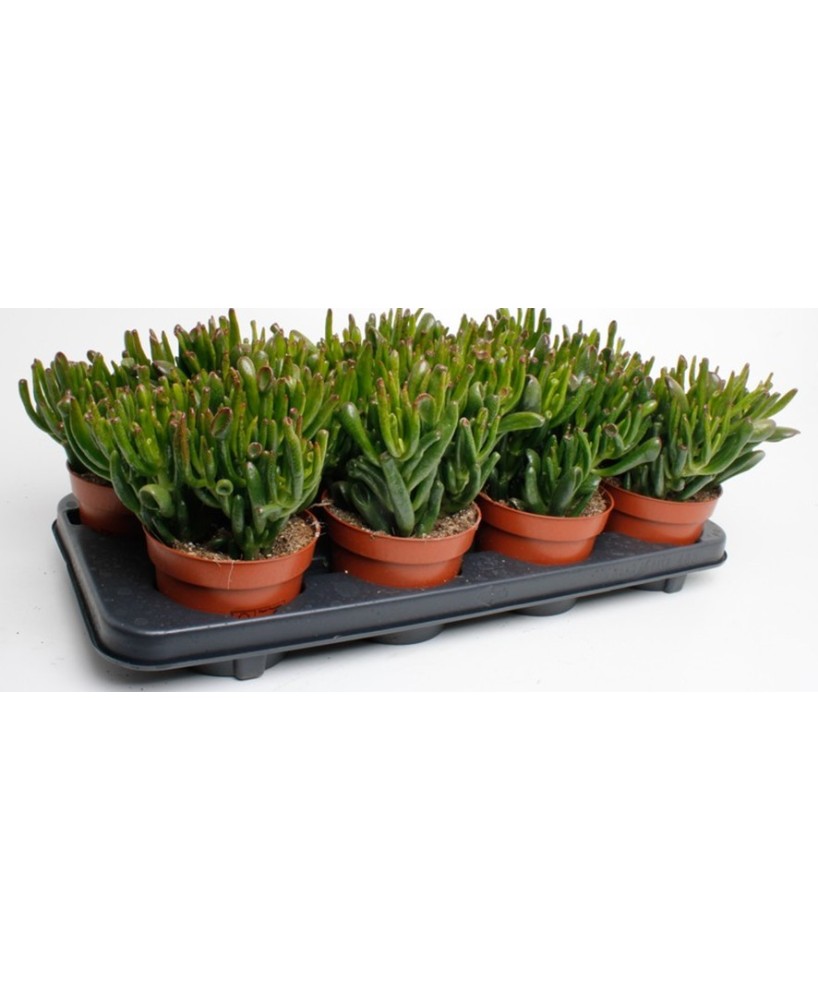 Crassula ovata Horm Tree M12  Árbol de Jade fácil de cuidar | Endanea Garden

