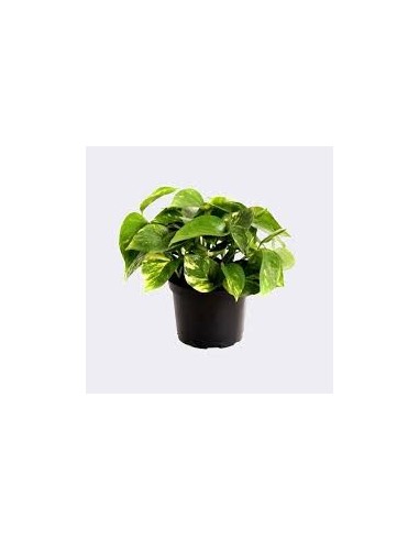 Epipremnum Pothos planta interior hojas corazón fácil cuidado Endanea Garden

