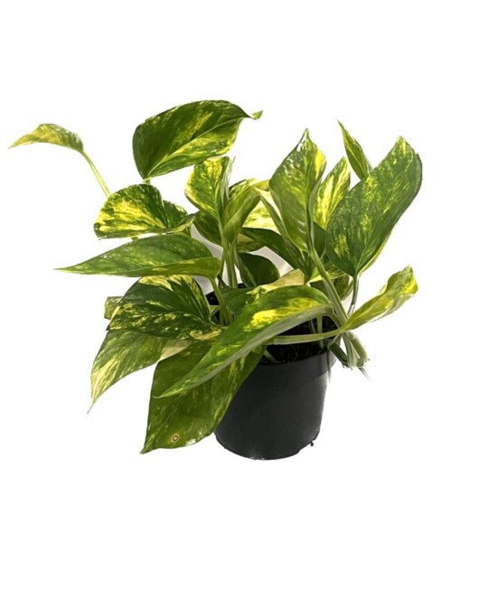Epipremnum Planta de Interior Fácil Cuidado Hojas en Forma de Corazón