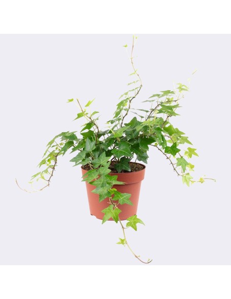 Hedera Helix (Hiedra Inglesa) planta trepadora resistente y decorativa

