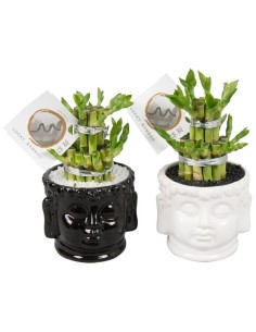 LUCKY BAMBOO 2 SMALL IN CERAMIC HEAD