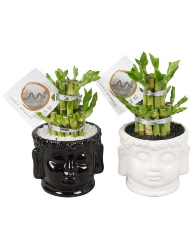 LUCKY BAMBOO 2 SMALL IN CERAMIC HEAD