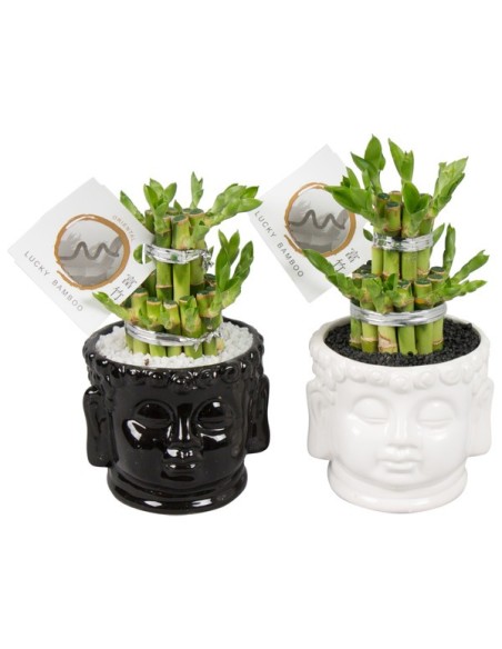 LUCKY BAMBOO 2 SMALL IN CERAMIC HEAD