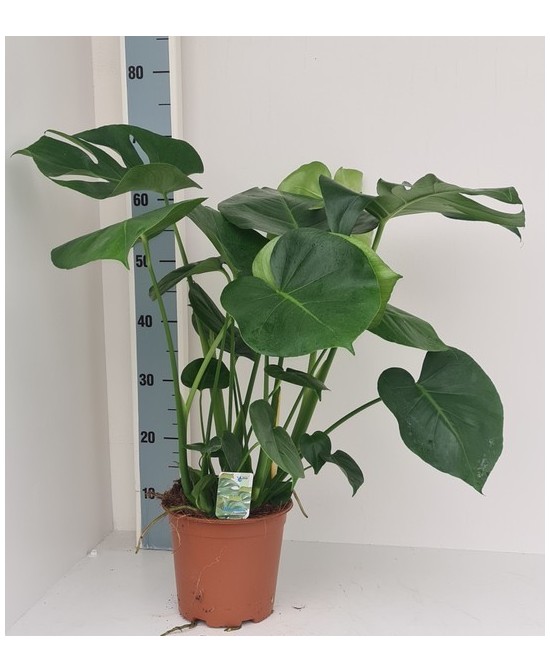 MONSTERA DELICIOSA M19