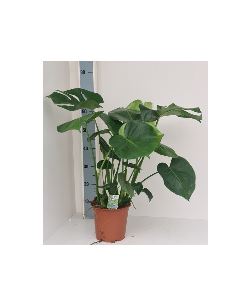 MONSTERA DELICIOSA M19
