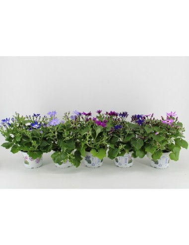 Senecio en Endanea Garden  Planta suculenta colgante o rastrera, decorativa, resistente y de fácil cuidado para interior o ext