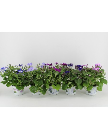 Senecio en Endanea Garden  Planta suculenta colgante o rastrera, decorativa, resistente y de fácil cuidado para interior o ext