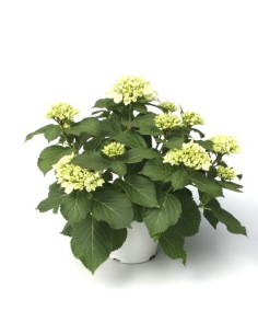 Hortensia M19  Flores Vibrantes y Fácil Cuidado | Endanea Garden

