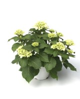 Hortensia M19  Flores Vibrantes y Fácil Cuidado | Endanea Garden

