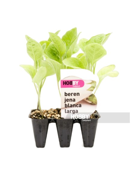BERENJENA BLANCA LARGA PACK 6