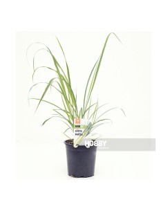 Citronela M13 en Maceta  Repelente Natural y Aroma Cítrico | Endanea Garden

