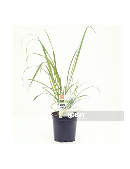 Citronela M13 en Maceta  Repelente Natural y Aroma Cítrico | Endanea Garden

