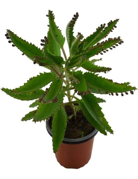 Kalanchoe Mix  Plantas suculentas con flores vibrantes para interior y exterior

