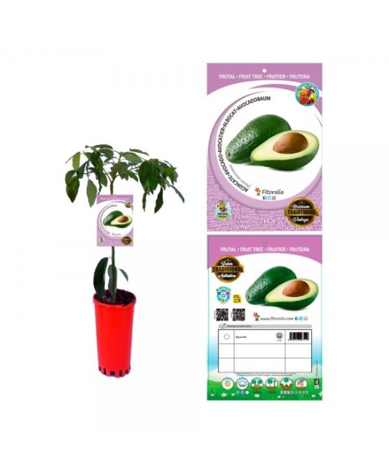 AGUACATE HASS 6L