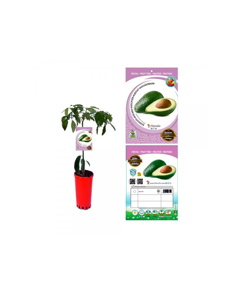 AGUACATE HASS 6L