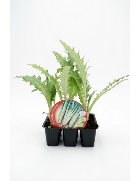 PACK CARDO 6UD CYNARA CARDUNCULUS