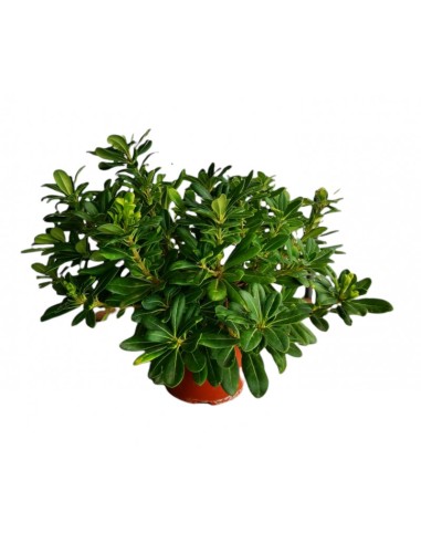 Pittosporum Toriba Nana 10L  Arbusto Compacto y Perenne para Jardín y Terraza | Endanea Garden

