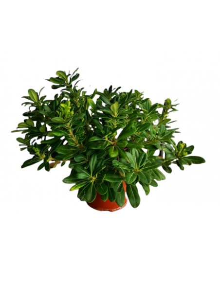 Pittosporum Toriba Nana 10L  Arbusto Compacto y Perenne para Jardín y Terraza | Endanea Garden

