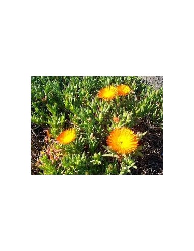 Lampranthus Aurantiacus: Suculenta Tapizante con Flores Naranjas | Endanea Garden

