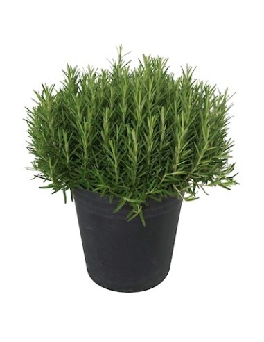 Romero M13 KM0: Planta Aromática y Resistente para Jardín y Cocina | Endanea Garden

