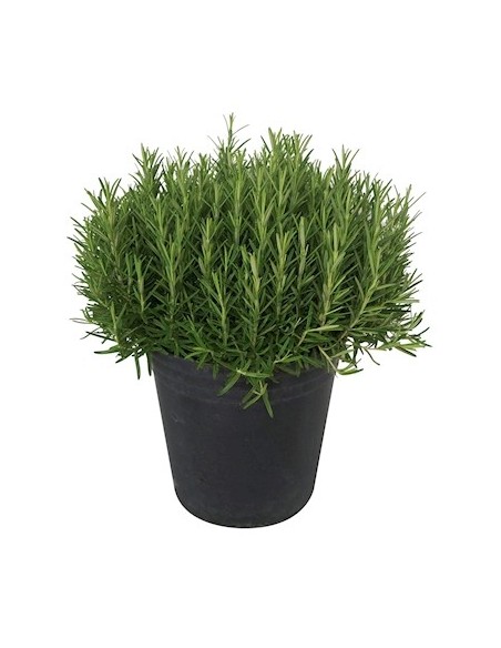 Romero M13 KM0: Planta Aromática y Resistente para Jardín y Cocina | Endanea Garden

