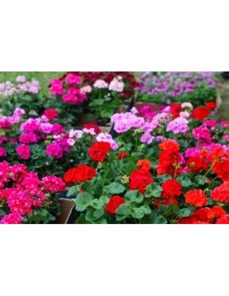 Geranio Zonal M19 | Planta resistente y floración vibrante para jardín y macetas

