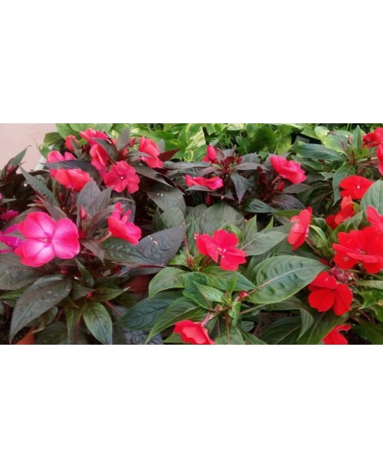 Alegría Gineana M13 KM0 - Planta Colorida y Exótica para Interior y Exterior | Endanea Garden

