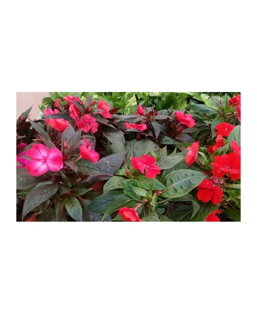 Alegría Gineana M13 KM0 - Planta Colorida y Exótica para Interior y Exterior | Endanea Garden

