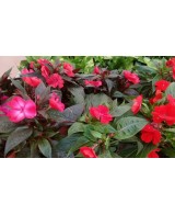 Alegría Gineana M13 KM0 - Planta Colorida y Exótica para Interior y Exterior | Endanea Garden

